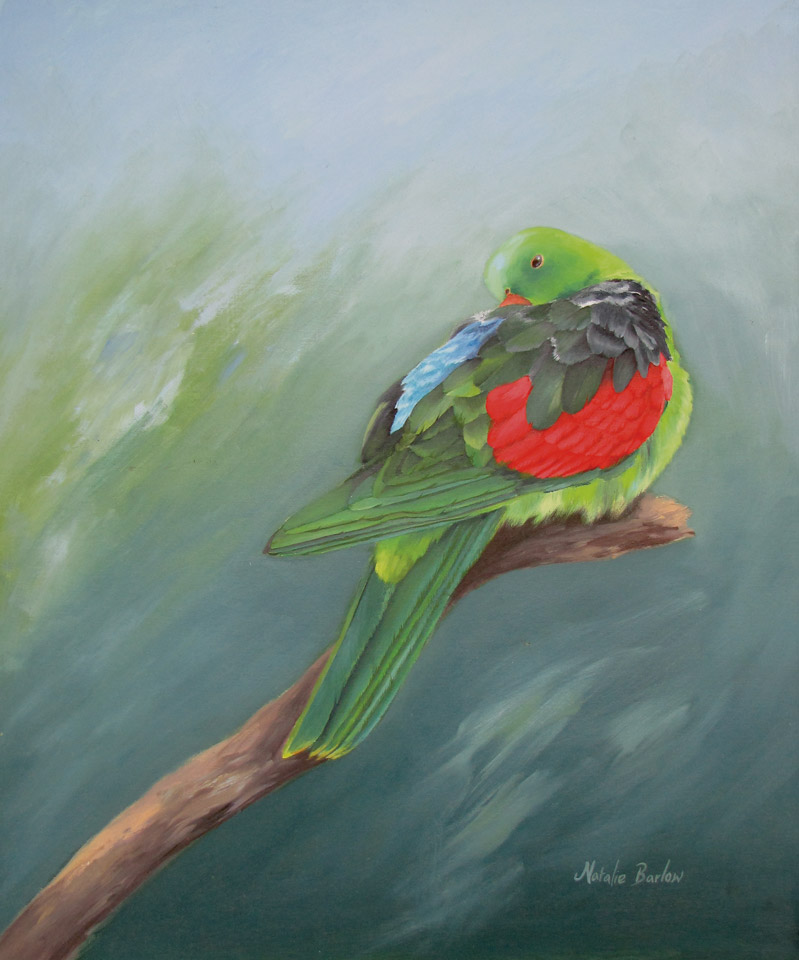 Red Winged Parrot, Oil 49x60cm, $550