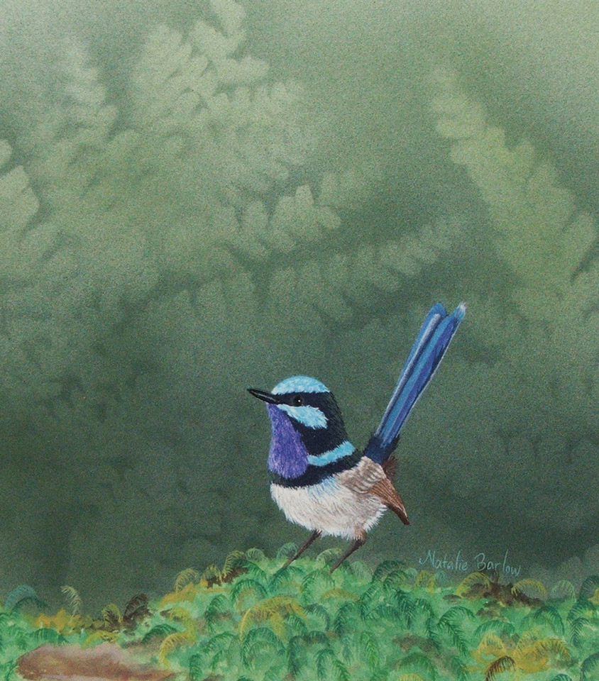 Fairy Wren, Watercolour 34x37cm, $350