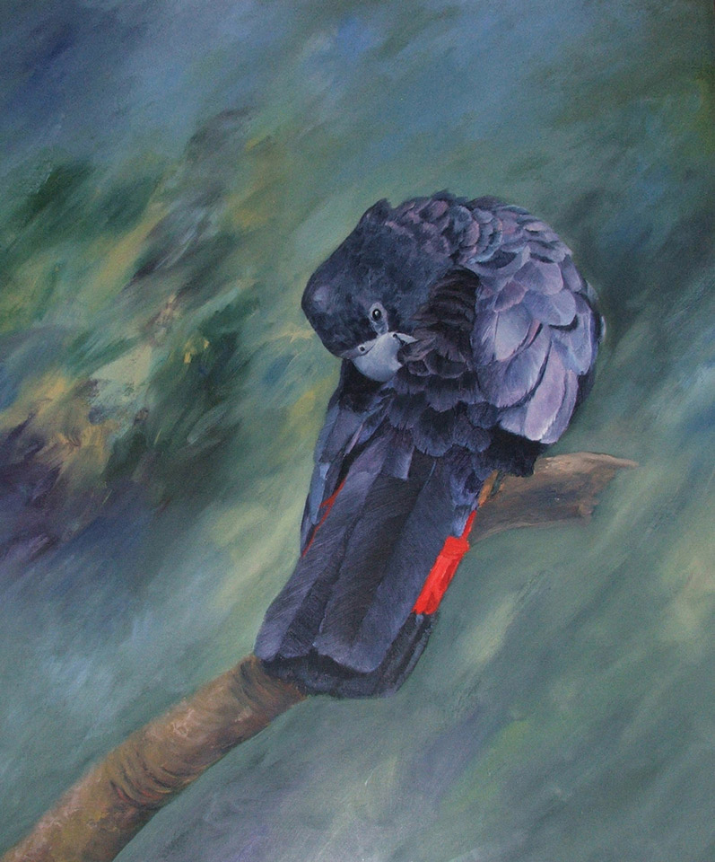 Red Tailed Black Cockatoo, Oil 78x90cm, $790