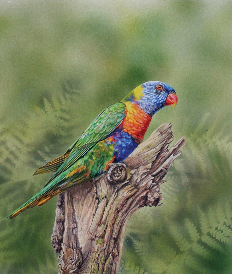 Rainbow Lorikeet, Watercolour 40x46cm, NFS
