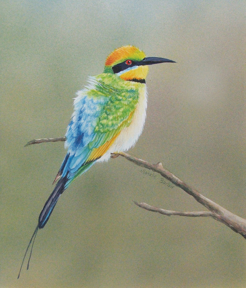 Rainbow Bee-eater, Watercolour 41x43cm, SOLD